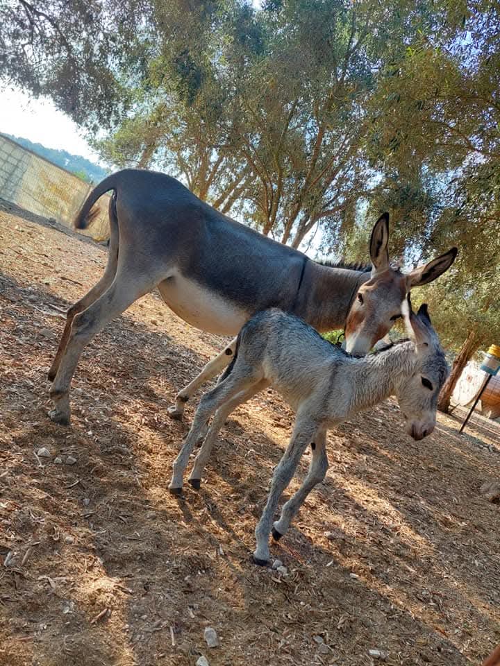 Donkey and foal in the olive grove