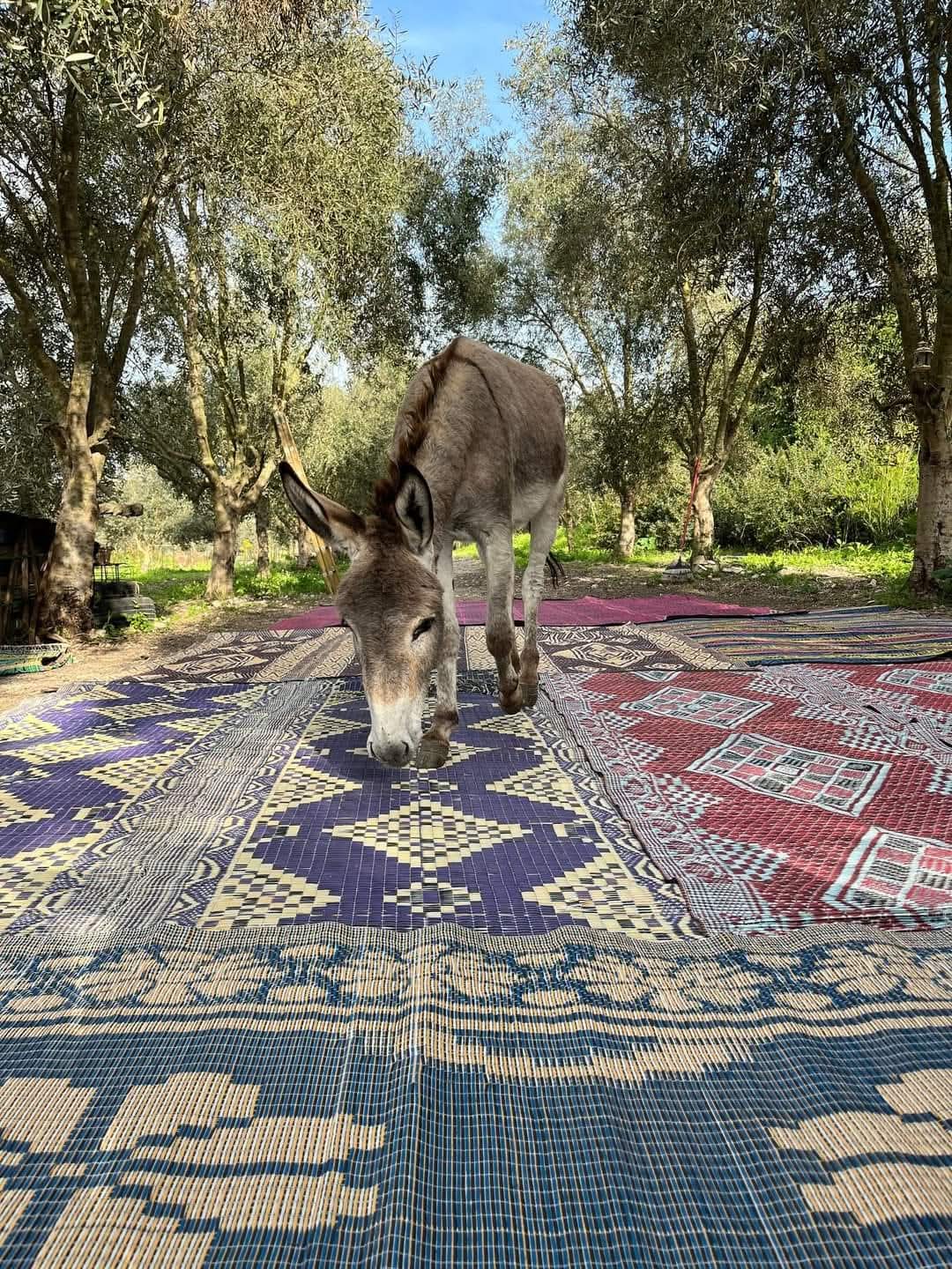 Donkey crossing woven rugs under olive trees
