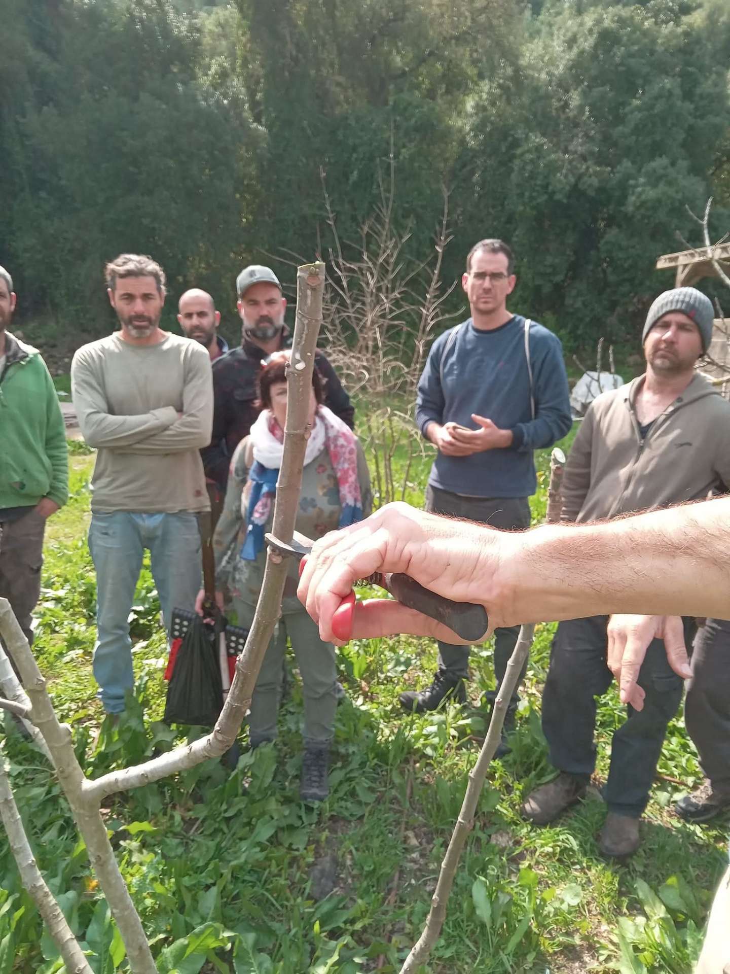 Fruit-tree pruning lesson