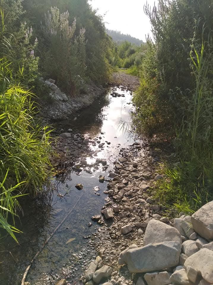 Stream and reeds in the valley below Tzfat