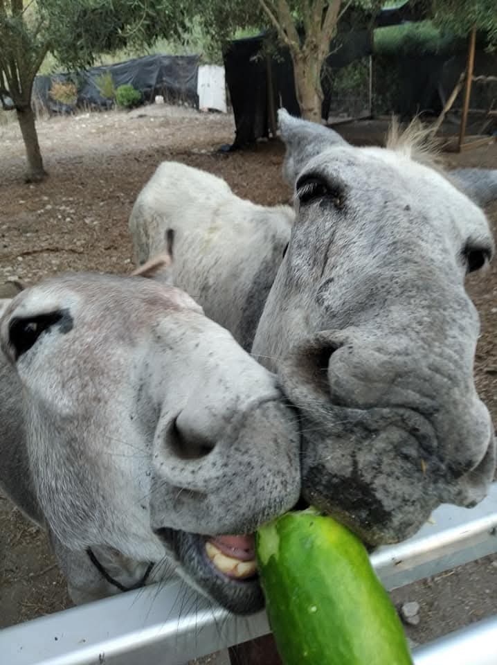 Donkeys sharing a fresh cucumber