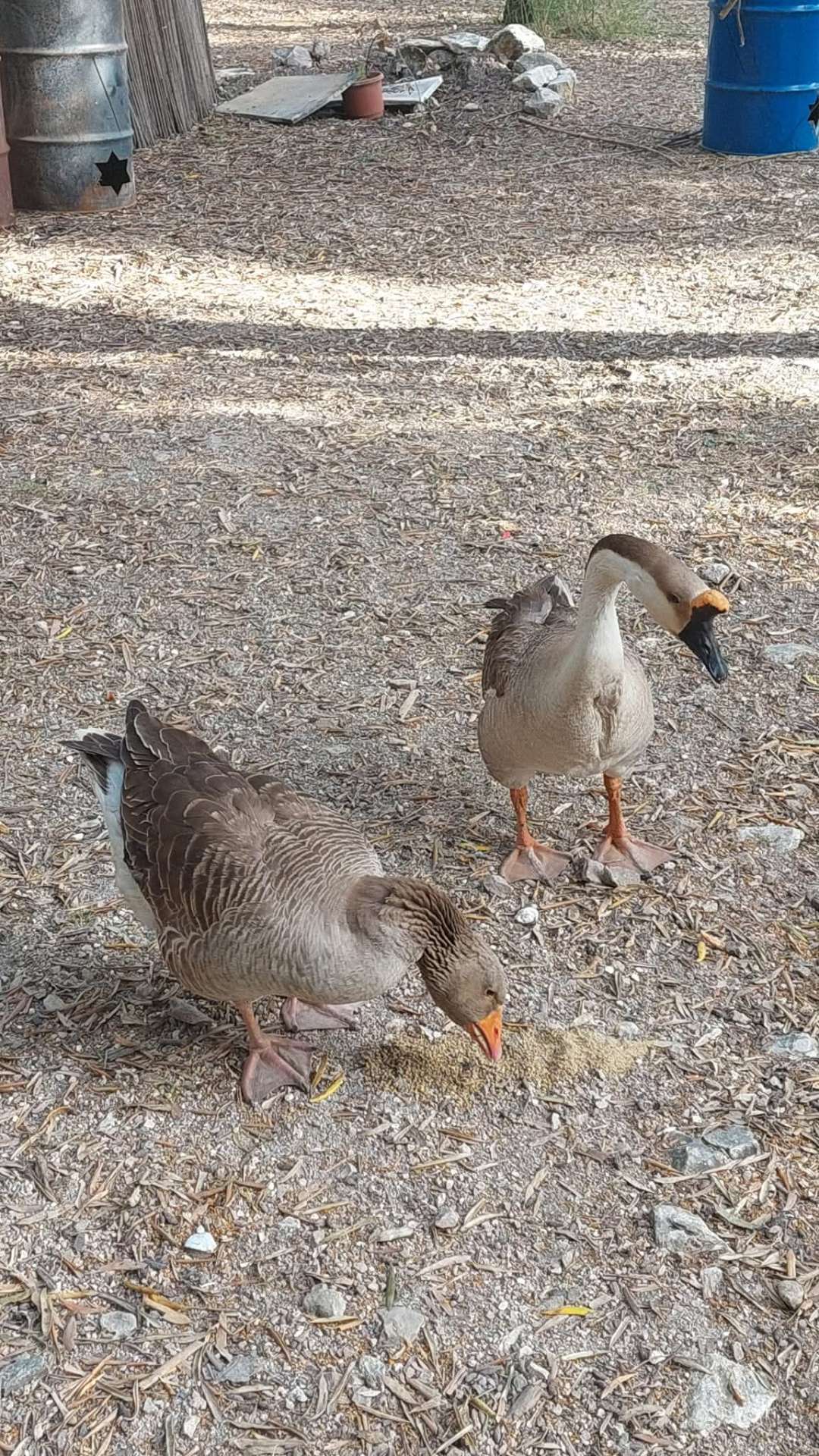 Geese on the farm