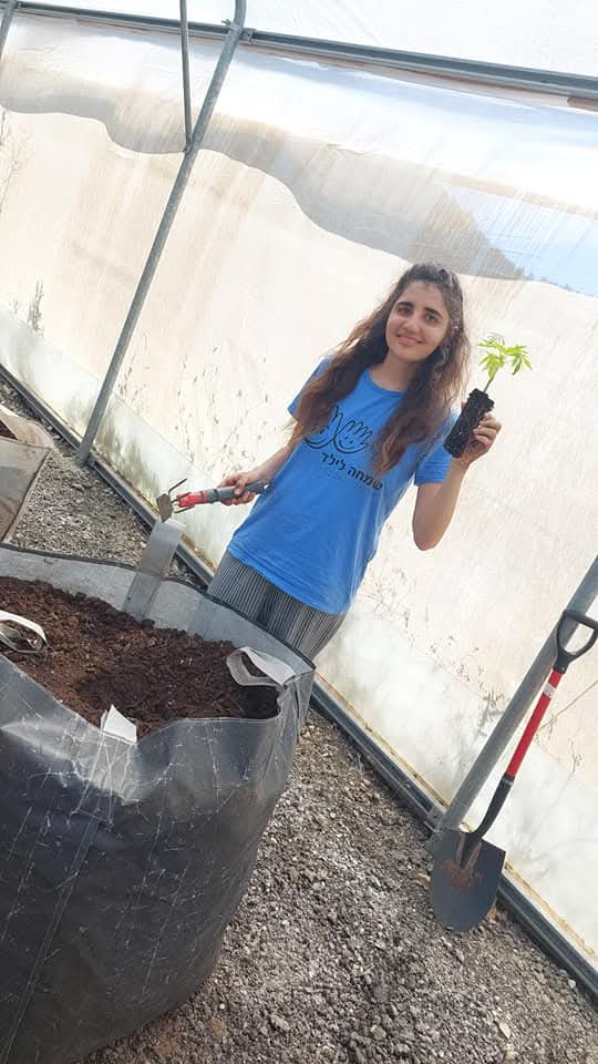 Holding a young seedling in the greenhouse