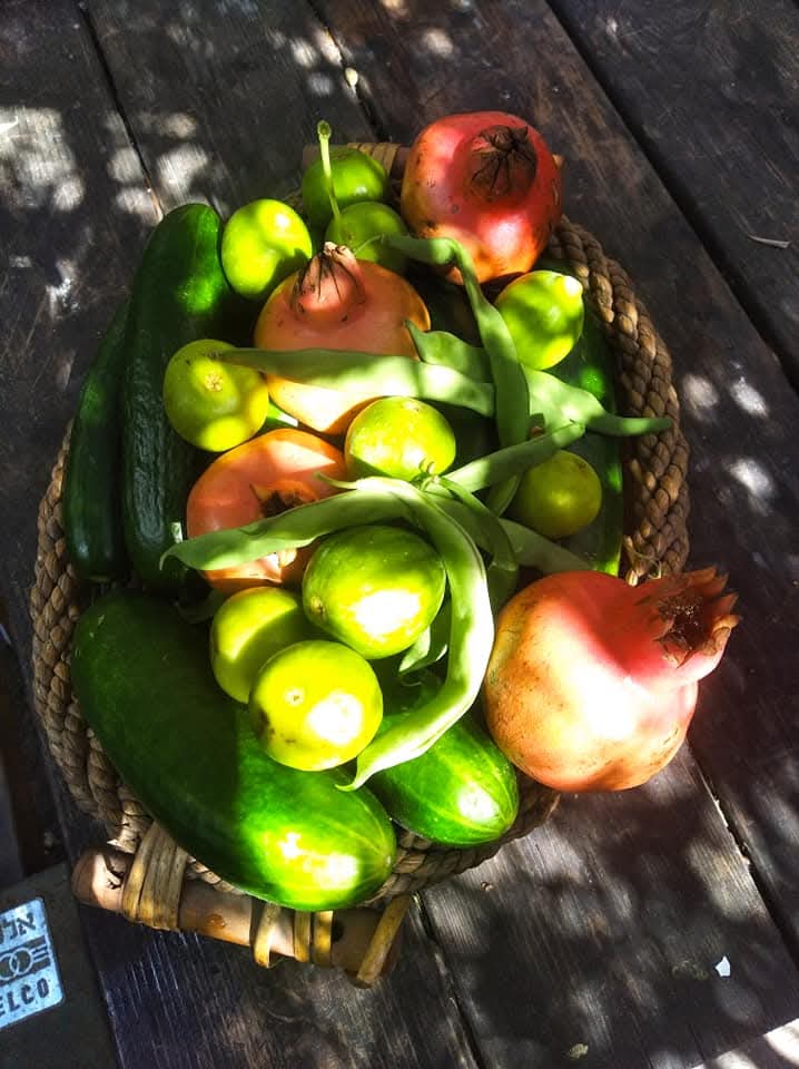 Local harvest — pomegranates, figs, cucumbers, green beans